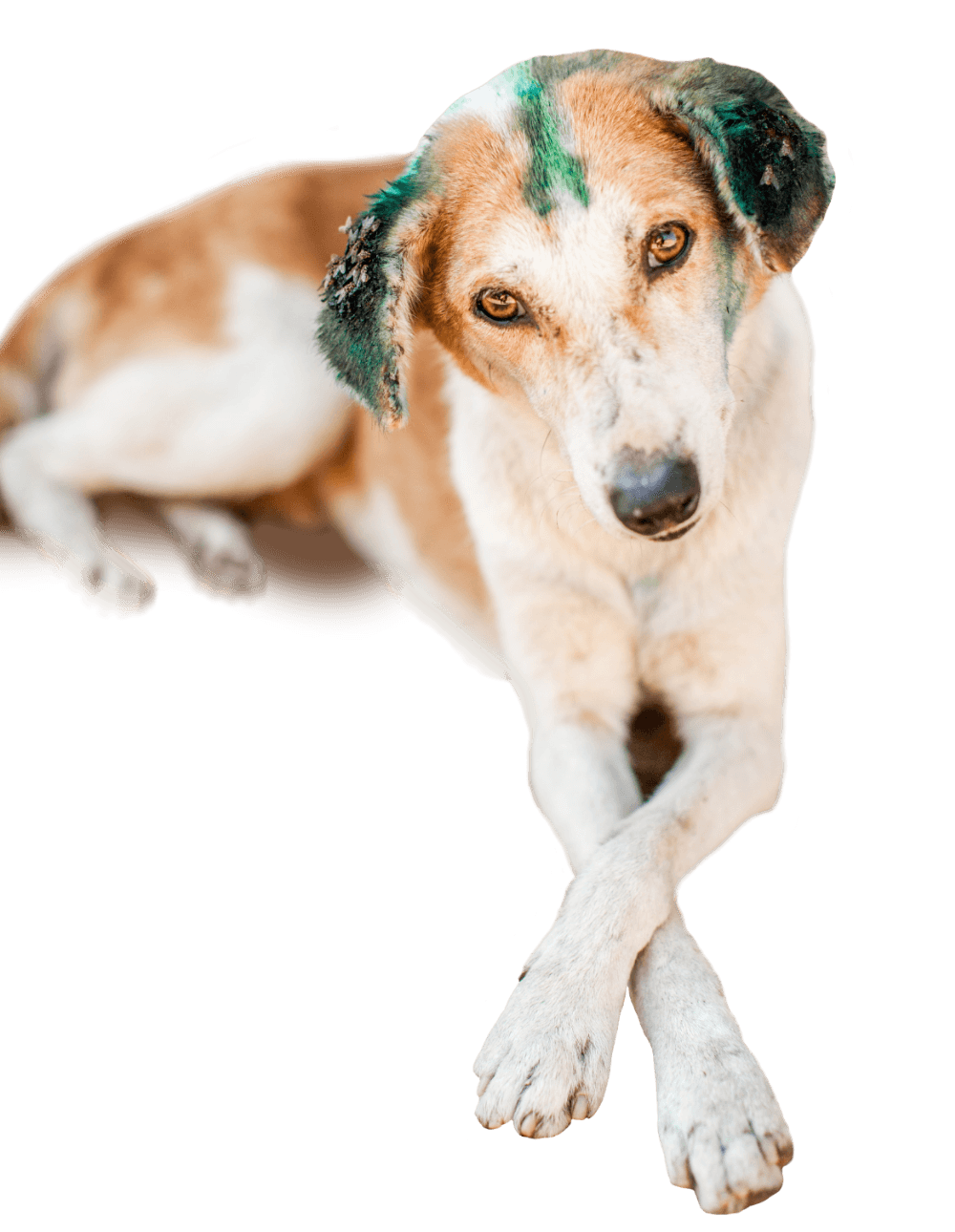 99% of all human rabies deaths are caused by an infected dog bite