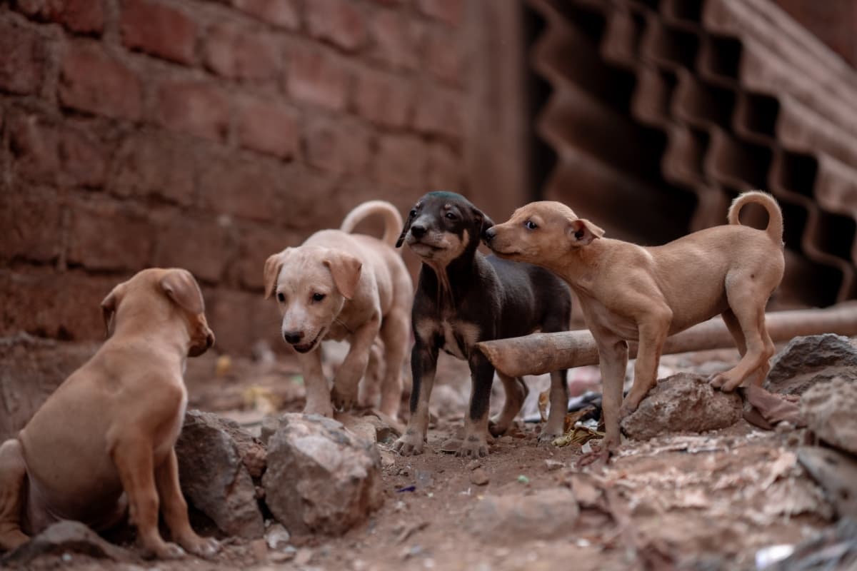 Mission Rabies | Get Involved