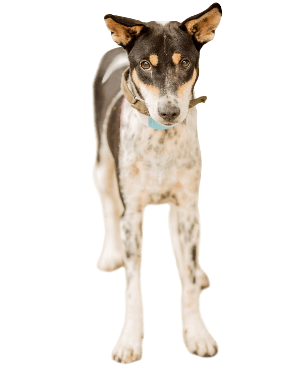 99% of human rabies cases are caused by an infected dog bite.