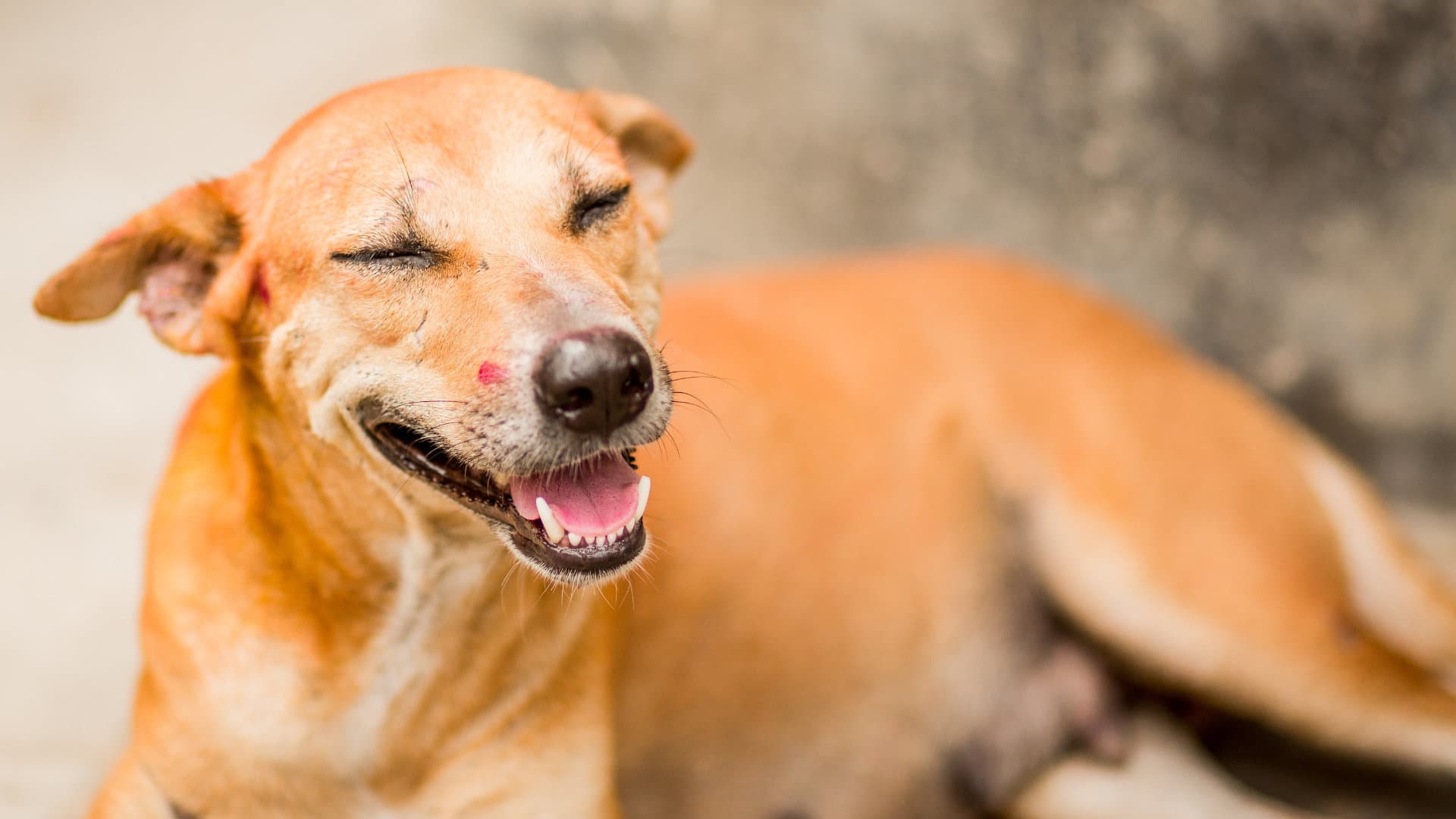 Over 5 million dogs vaccinated