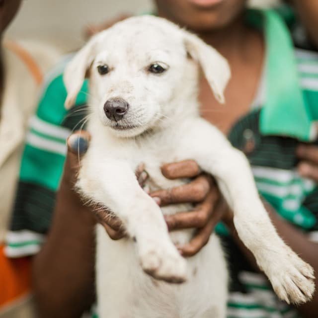 Mission Rabies | India