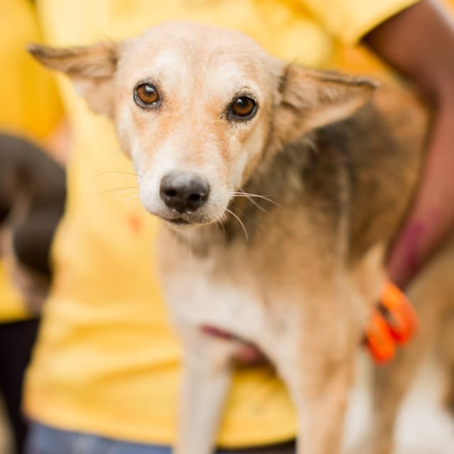 Mission Rabies | FAQs